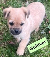 Gulliver, a male French Bulldog and Pug for sale in Rochester, NY – Photo 2 of 8