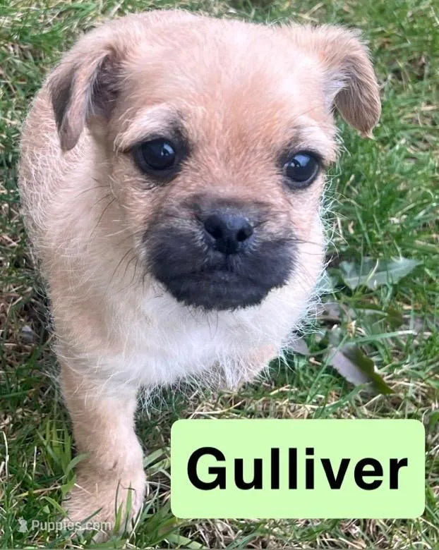 Gulliver – French Bulldog, Pug puppy for sale in Rochester, NY