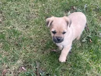 Gulliver, a male French Bulldog and Pug for sale in Rochester, NY – Photo 8 of 8