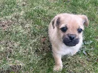 Gulliver, a male French Bulldog and Pug for sale in Rochester, NY – Photo 5 of 8