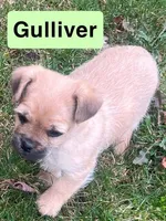 Gulliver, a male French Bulldog and Pug for sale in Rochester, NY – Photo 4 of 8
