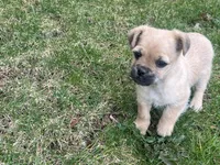 Gulliver, a male French Bulldog and Pug for sale in Rochester, NY – Photo 6 of 8