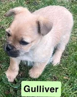 Gulliver, a male French Bulldog and Pug for sale in Rochester, NY – Photo 3 of 8