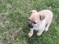 Gulliver, a male French Bulldog and Pug for sale in Rochester, NY – Photo 7 of 8