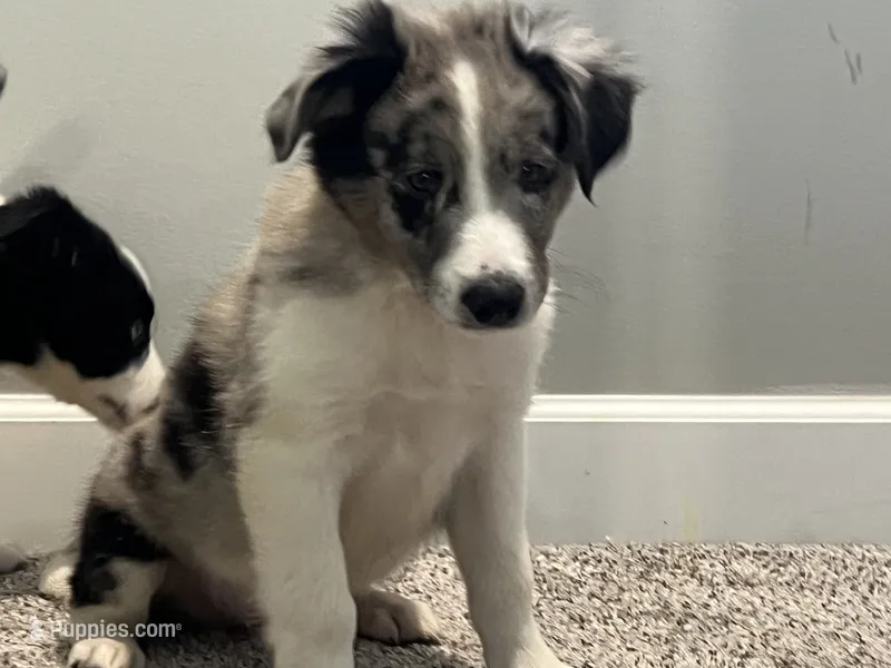 Mello – Miniature Australian Shepherd puppy for sale in Rochester, NY