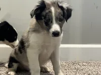 Mello, a male Miniature Australian Shepherd for sale in Rochester, NY – 1 of 6