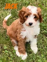 Jack , a male Cavapoo for sale in Rochester, NY – 5 of 10