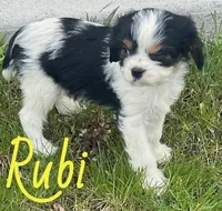 Rubi, a female Cavapoo for sale in Rochester, NY – 3 of 9