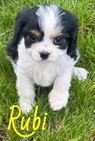 Rubi, a female Cavapoo for sale in Rochester, NY – 4 of 9