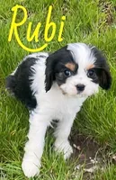 Rubi, a female Cavapoo for sale in Rochester, NY – 6 of 9