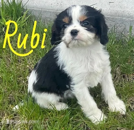 Rubi – Cavapoo puppy for sale in Rochester, NY