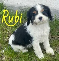 Rubi, a female Cavapoo for sale in Rochester, NY – 2 of 9