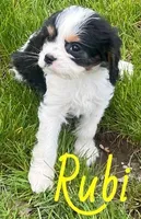 Rubi, a female Cavapoo for sale in Rochester, NY – 5 of 9