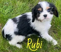 Rubi, a female Cavapoo for sale in Rochester, NY – 7 of 9