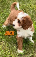 Jack , a male Cavapoo for sale in Rochester, NY – 7 of 10