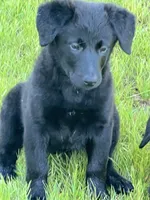 Millie, a female Golden Retriever and Labrador Retriever for sale in Rochester, NY – 4 of 9