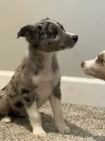 Nova , a female Miniature Australian Shepherd for sale in Rochester, NY – 7 of 8