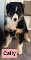 Cally, a female Australian Shepherd for sale in Rochester, NY – 6 of 6