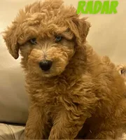 Radar, a male Miniature Labradoodle for sale in Rochester, NY – 7 of 8