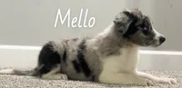 Mello, a male Australian Shepherd for sale in Rochester, NY – 4 of 4