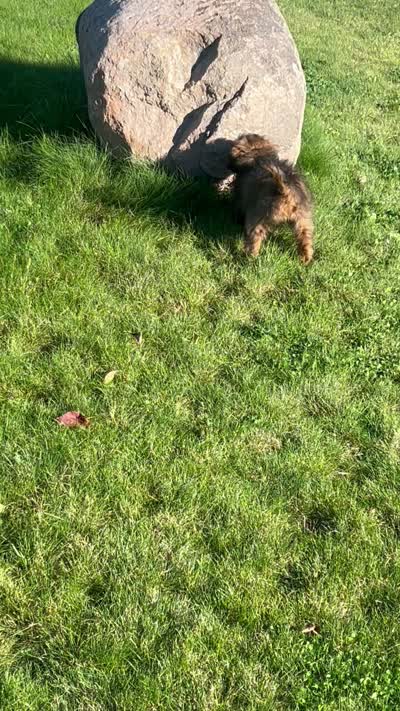 Mila, a female Miniature Bernedoodle for sale in Rochester, NY – 8 of 8