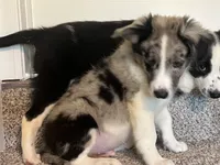 Mello, a male Miniature Australian Shepherd for sale in Rochester, NY – 5 of 6