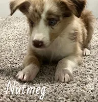 Nutmeg, a female Australian Shepherd for sale in Rochester, NY – 3 of 5