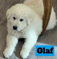 Olaf, a male Great Pyrenees for sale in Rochester, NY – 2 of 8
