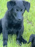 Millie, a female Golden Retriever and Labrador Retriever for sale in Rochester, NY – 9 of 9