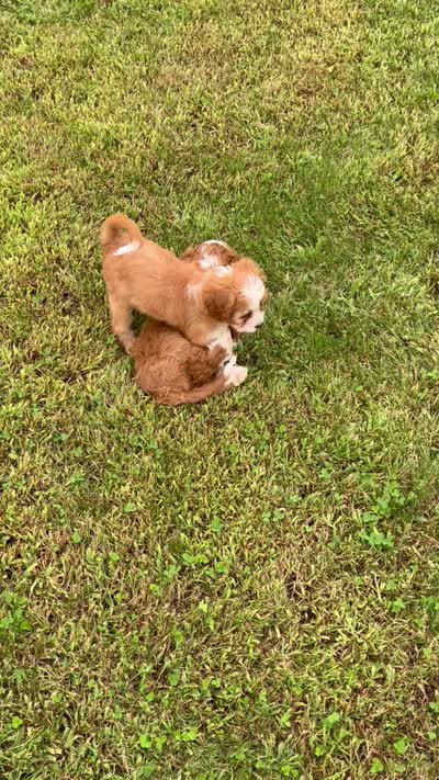Clara, a female Cavapoo for sale in Rochester, NY – 6 of 6