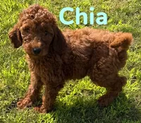 Chia, a female Miniature Goldendoodle for sale in Rochester, NY – 3 of 10