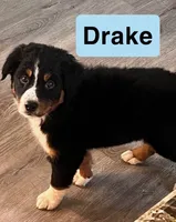 Drake, a male Australian Shepherd for sale in Rochester, NY – 1 of 7