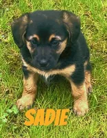 Sadie, a female German Shepherd Dog and Labrador Retriever for sale in Rochester, NY – 4 of 7