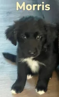 Morris, a male Australian Shepherd and Pomsky for sale in Rochester, NY – 4 of 5
