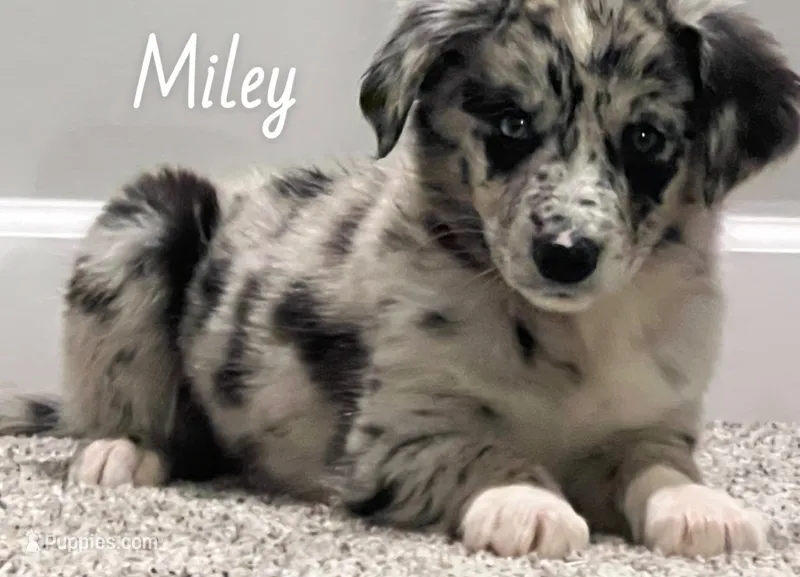 Miley – Australian Shepherd puppy for sale in Rochester, NY