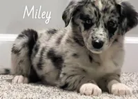 Miley, a female Australian Shepherd for sale in Rochester, NY – 1 of 4