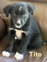 Tito, a male Australian Shepherd and Pomsky for sale in Rochester, NY – 2 of 6
