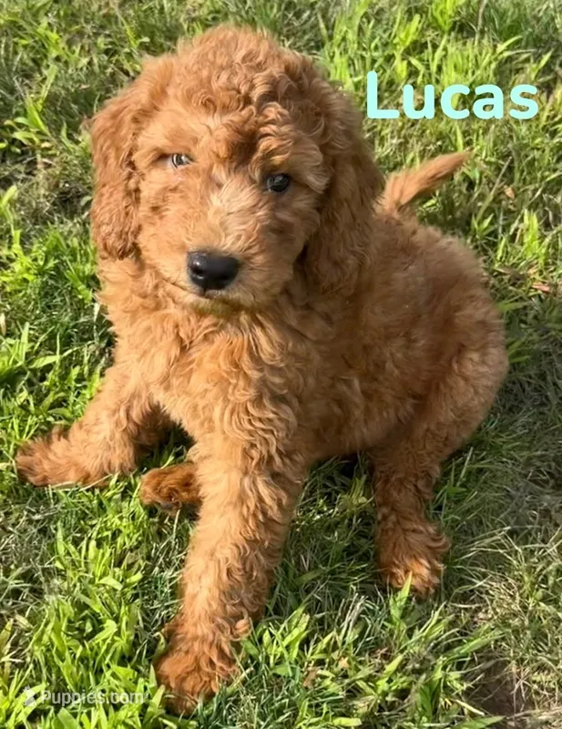 Lucus – Miniature Goldendoodle puppy for sale in Rochester, NY
