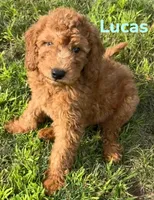 Lucus, a male Miniature Goldendoodle for sale in Rochester, NY – 1 of 6