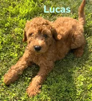 Lucus, a male Miniature Goldendoodle for sale in Rochester, NY – 3 of 6