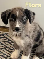 Flora, a female Australian Shepherd and Pomsky for sale in Rochester, NY – 2 of 6