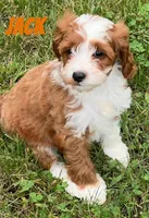 Jack , a male Cavapoo for sale in Rochester, NY – 6 of 10