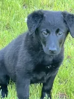 Millie, a female Golden Retriever and Labrador Retriever for sale in Rochester, NY – 5 of 9