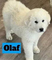 Olaf, a male Great Pyrenees for sale in Rochester, NY – 8 of 8