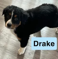Drake, a male Australian Shepherd for sale in Rochester, NY – 7 of 7