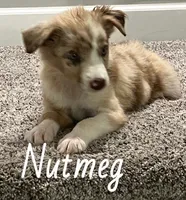 Nutmeg, a female Australian Shepherd for sale in Rochester, NY – 2 of 5