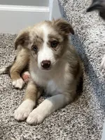 Nutmeg, a female Miniature Australian Shepherd for sale in Rochester, NY – 1 of 6