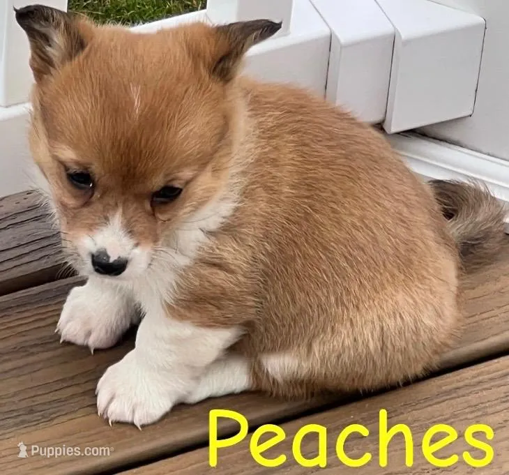 Peaches – Pembroke Welsh Corgi puppy for sale in Rochester, NY