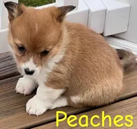 Peaches, a female Pembroke Welsh Corgi for sale in Rochester, NY – Photo 1 of 4