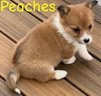 Peaches, a female Pembroke Welsh Corgi for sale in Rochester, NY – Photo 3 of 4